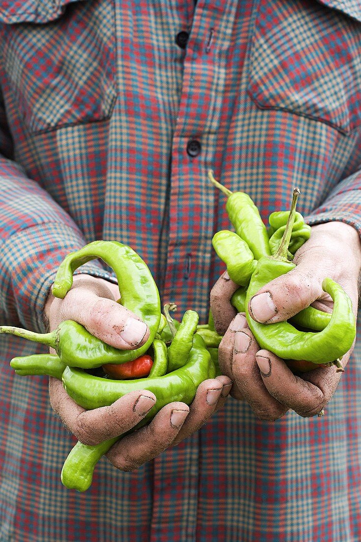 A farmer holding chilli peppers
