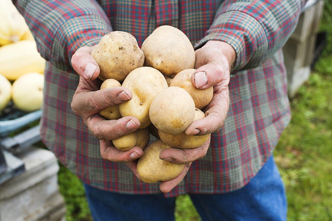 A farmer holding potatoes