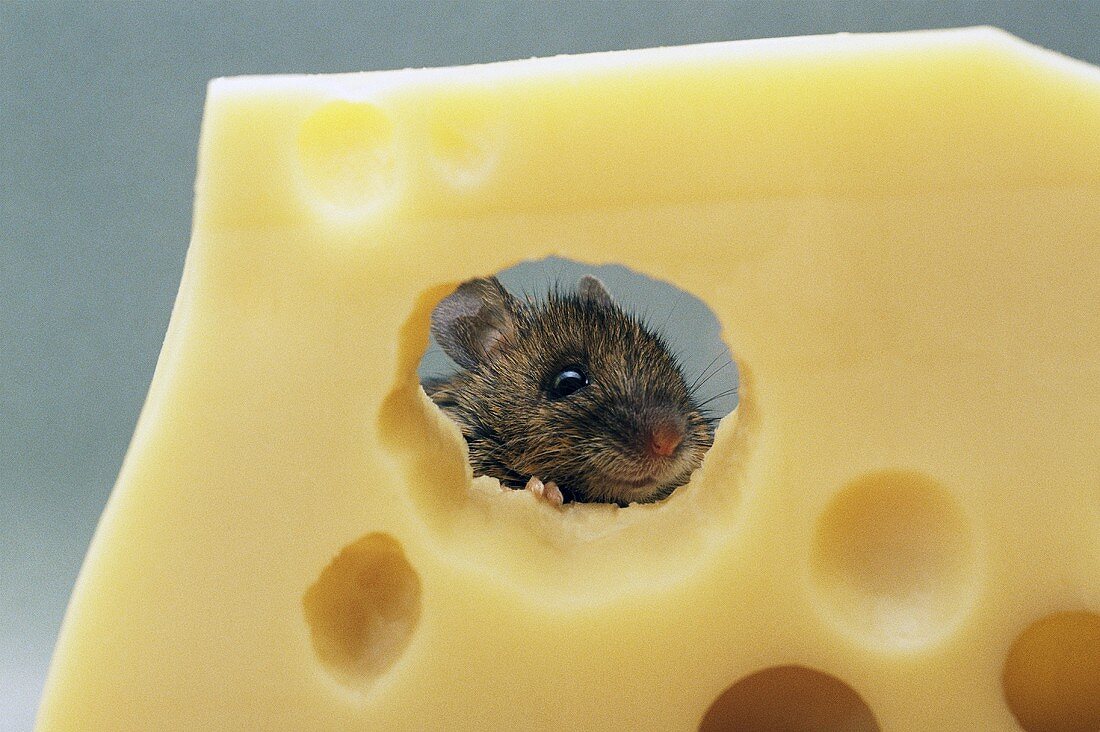 A mouse eating Swiss cheese