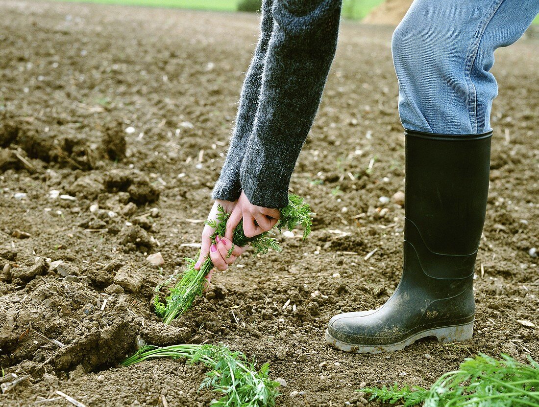 Carrots being pulled out of the soil