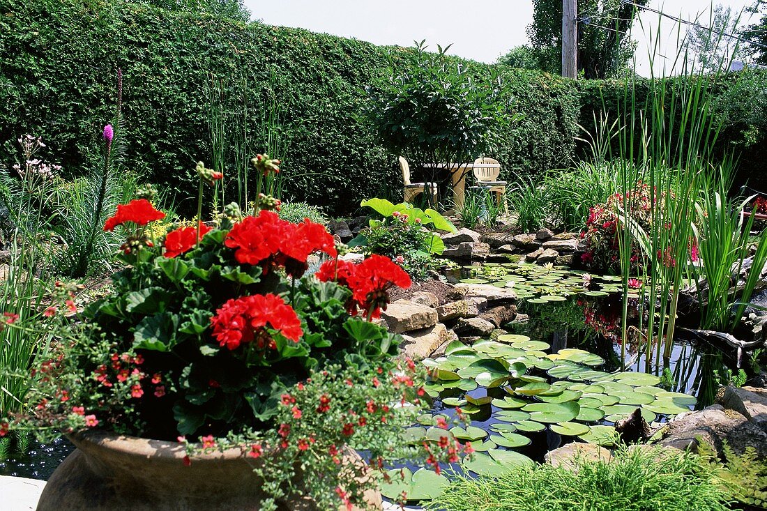 Garden pond and plants