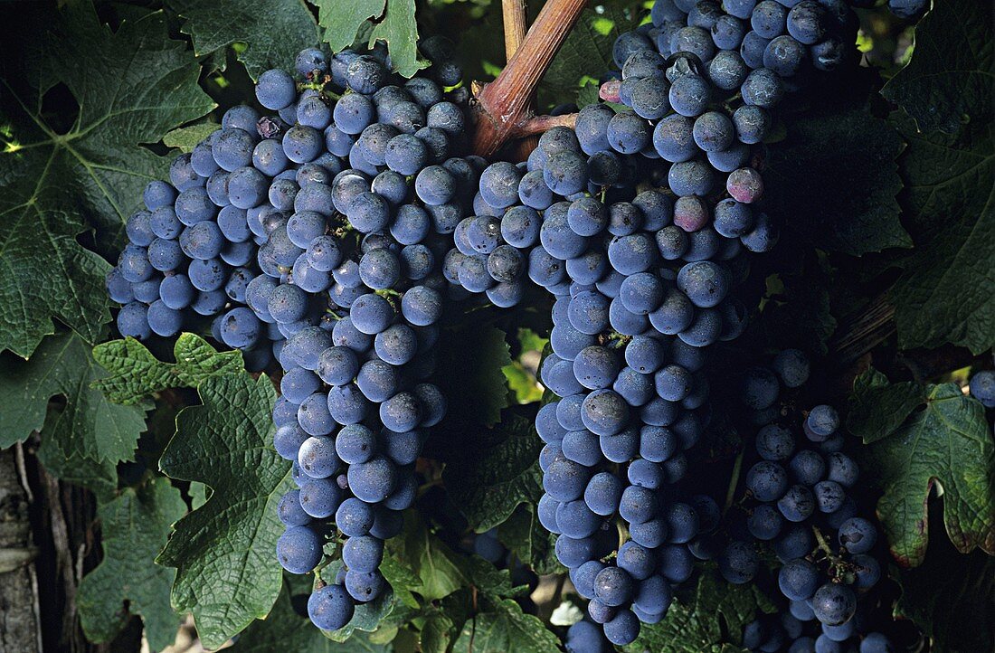 Cabernet sauvignon grapes on a vine