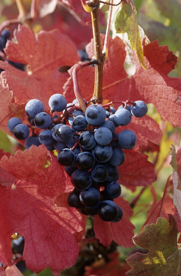 Red grapes on an autumnal vine