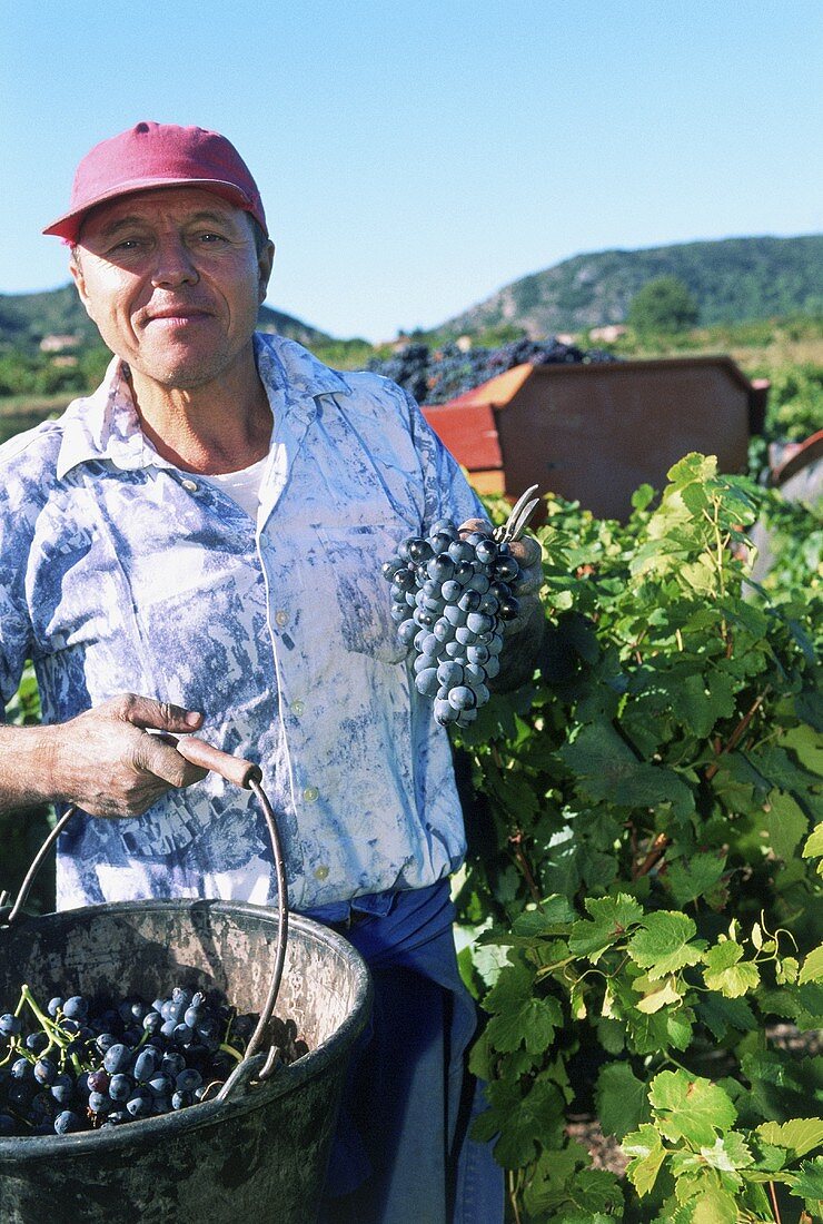 A man harvesting grapes