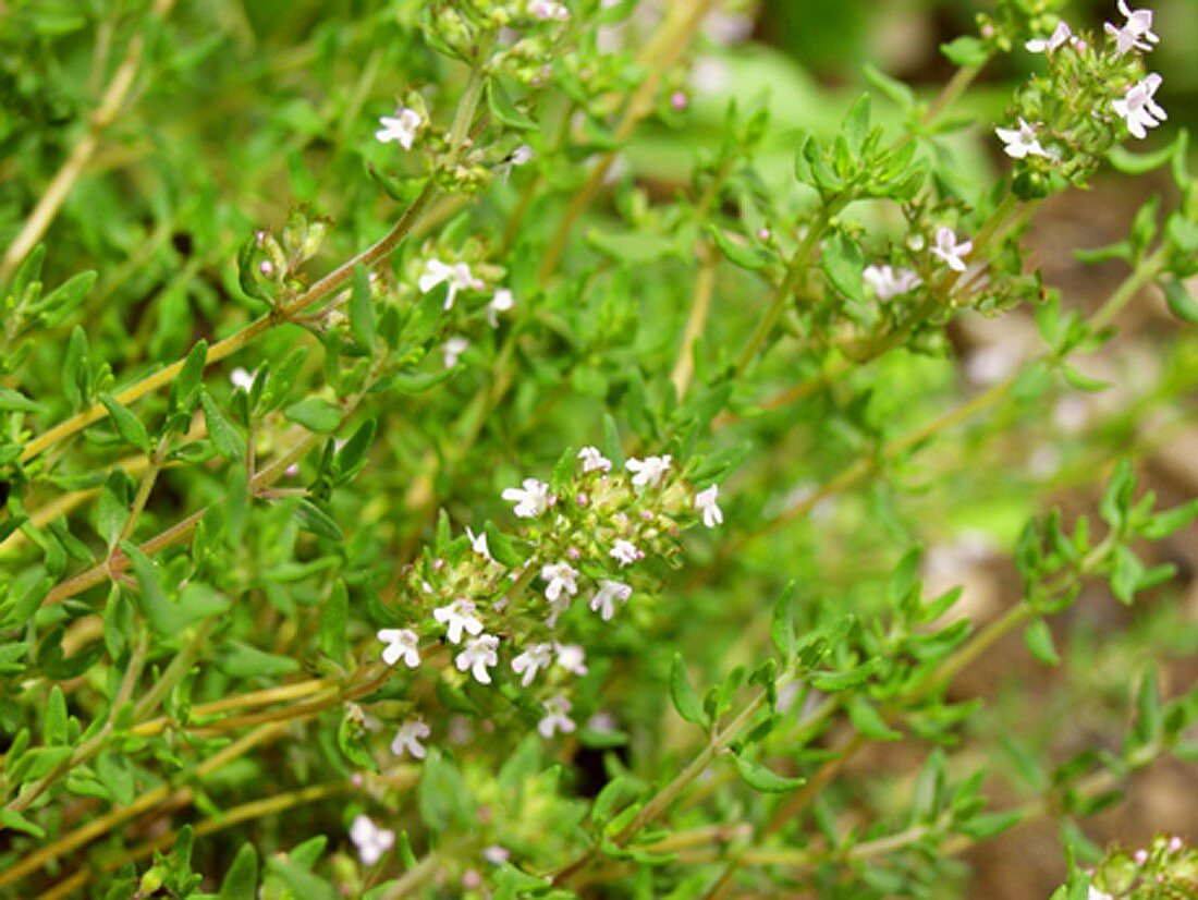 Frischer Thymian im Garten