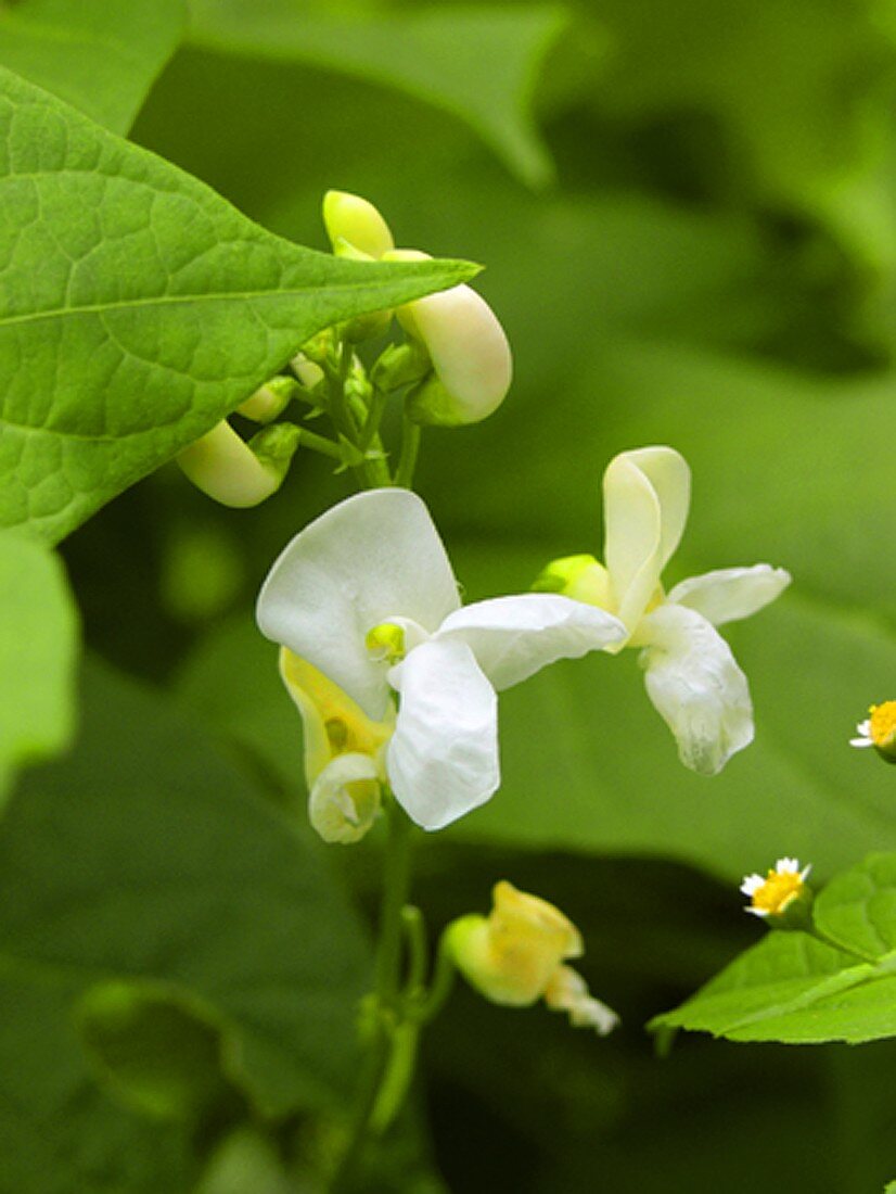 weiße Bohnenblüten