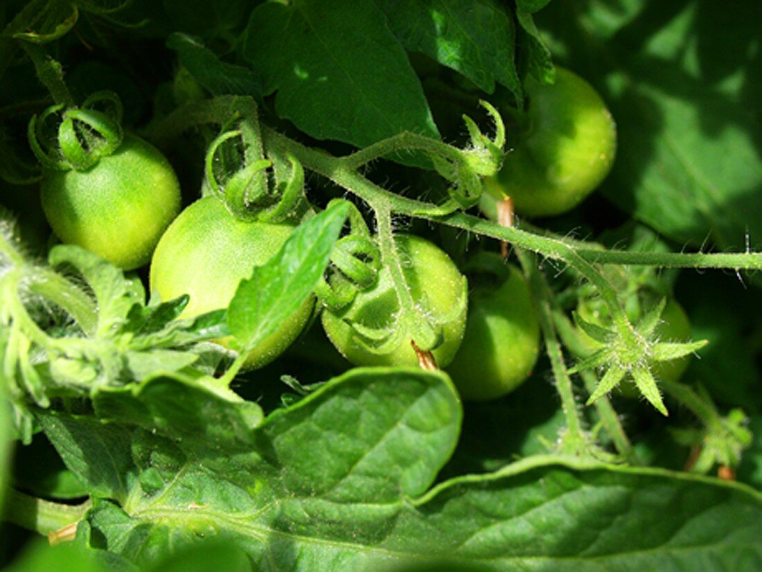 Grüne Tomaten an der Pflanze