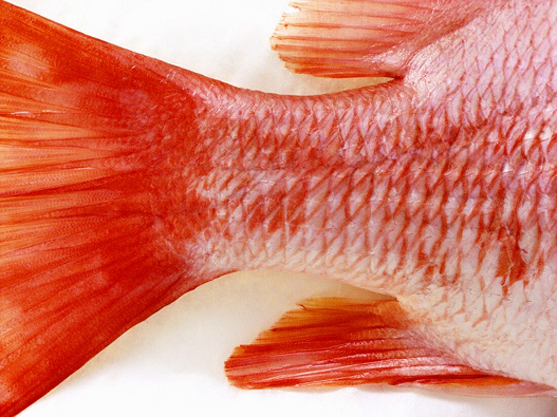 Red Snapper (Detail Fischschwanz)