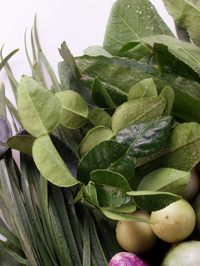 Frische Zitronenblätter mit Wassertropfen