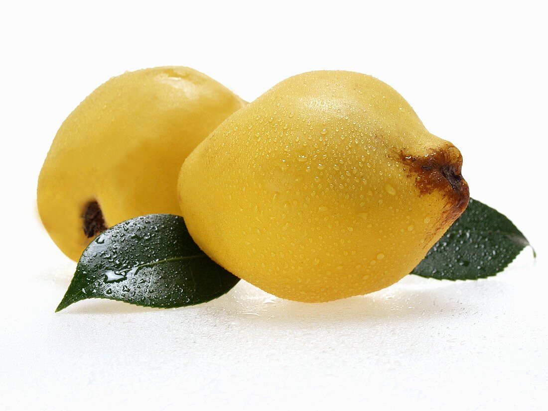 Two quinces with drops of water and leaves