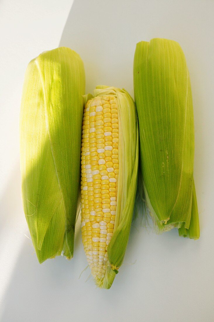 Three corncobs with husks