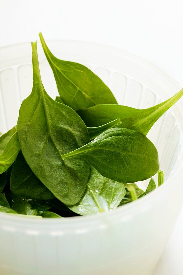 Freshly washed young spinach leaves in plastic container