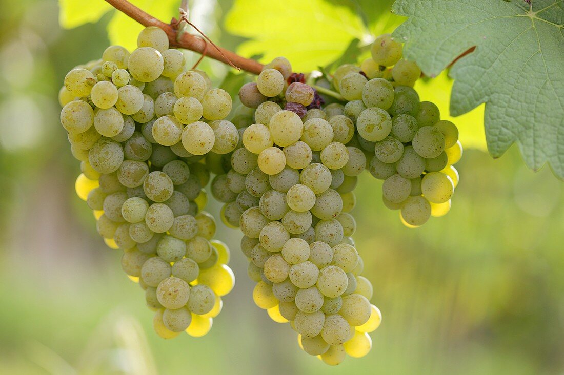 White wine grapes on the vine in sunlight