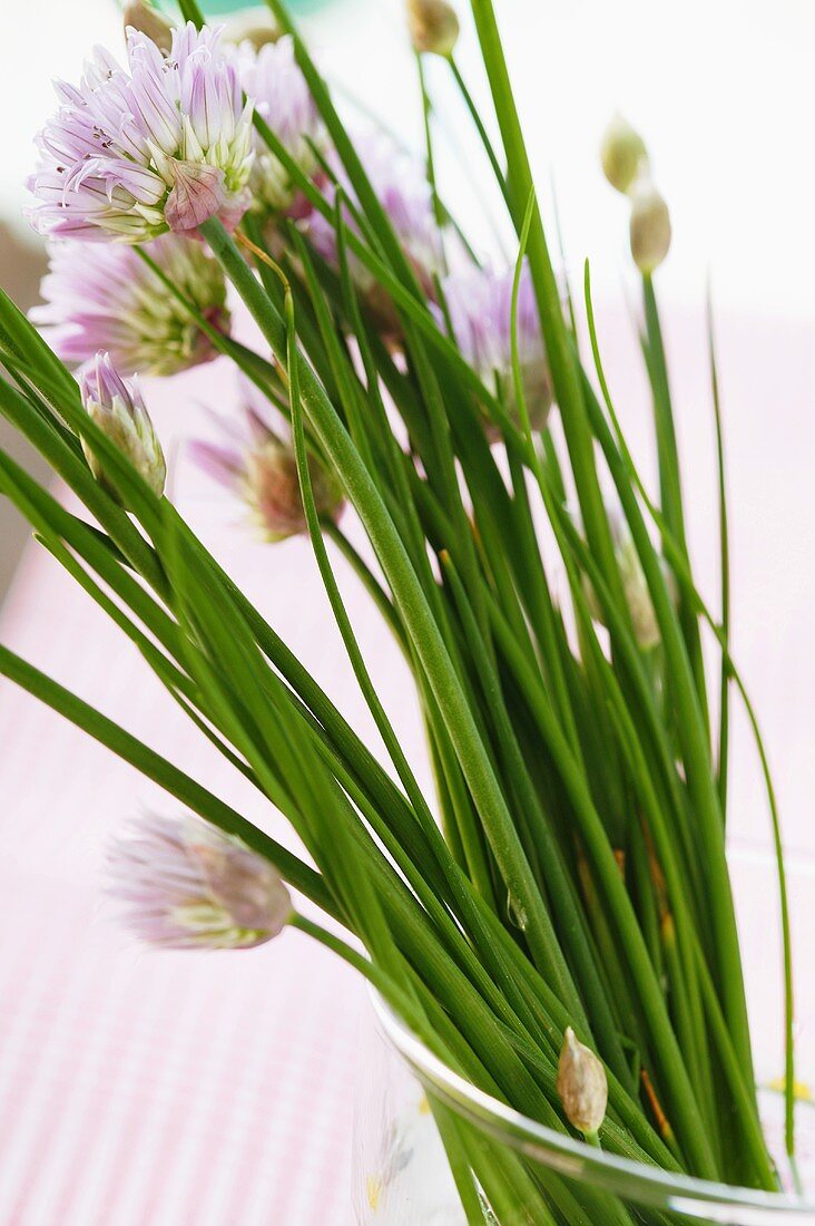 Frischer Schnittlauch mit Blüten