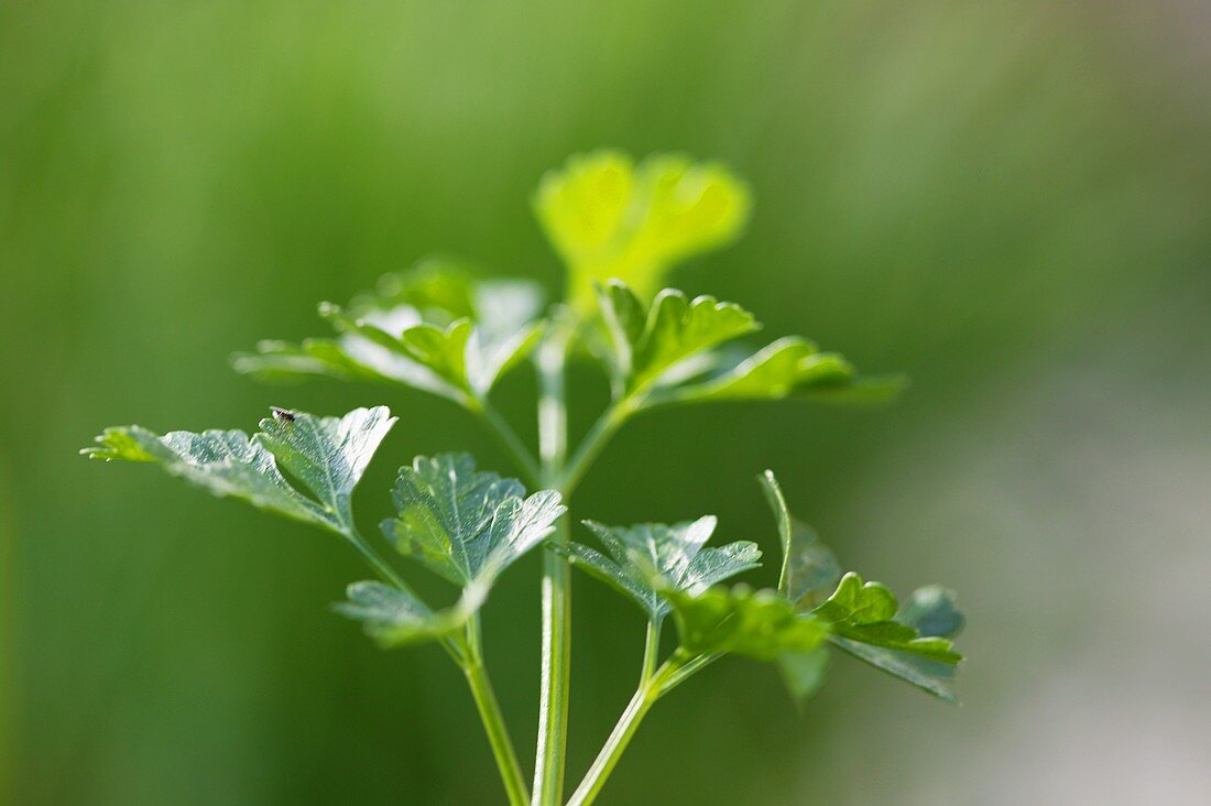 Fresh parsley