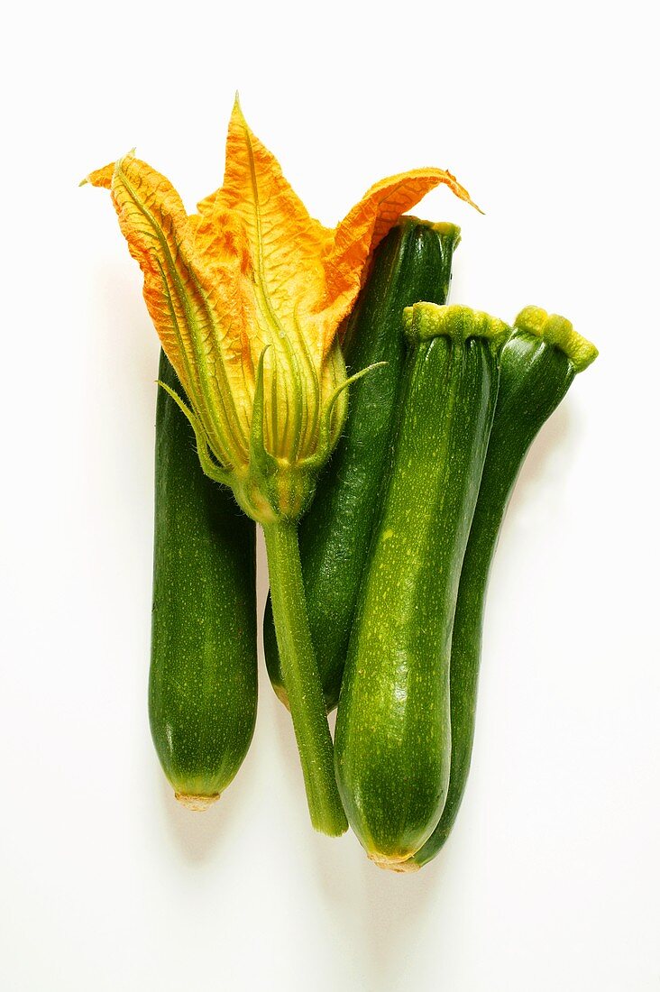 Zucchini und Zucchiniblüte