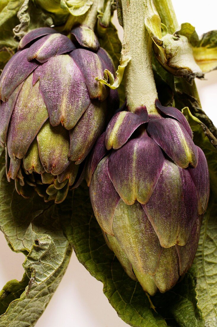 Artichokes with leaves