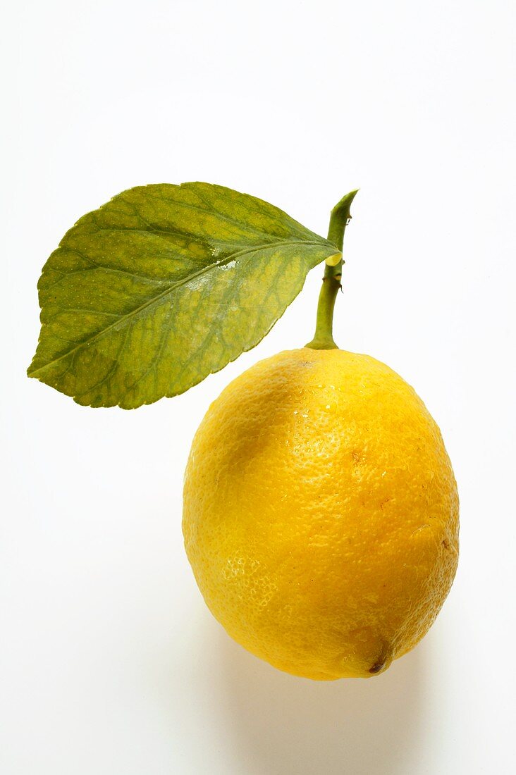 Frische Zitrone mit Stiel und Blatt