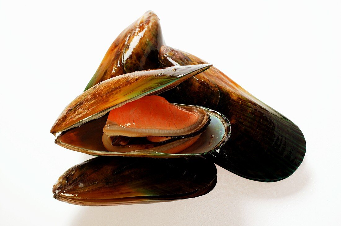 New Zealand mussels, one opened