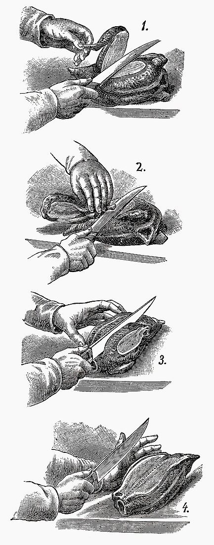 Geflügel tranchieren (Illustration)