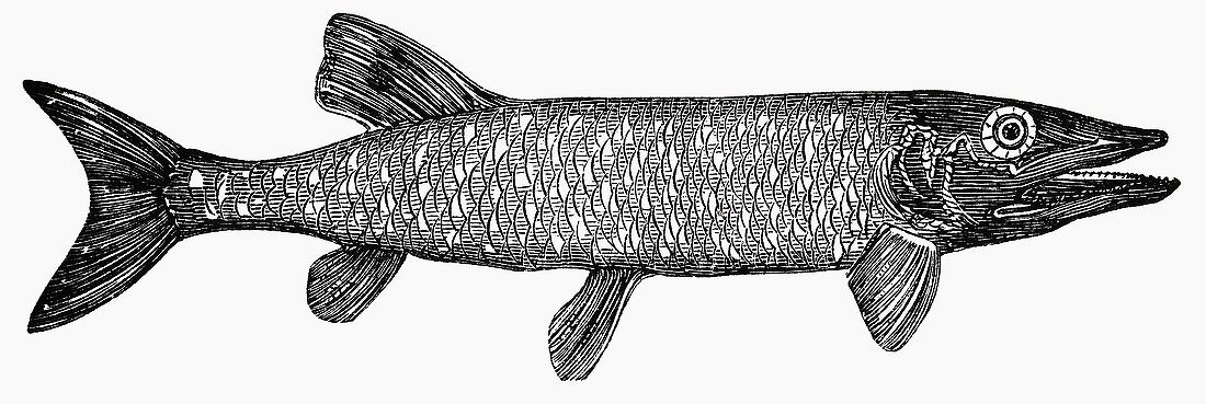 Pike (Illustration)