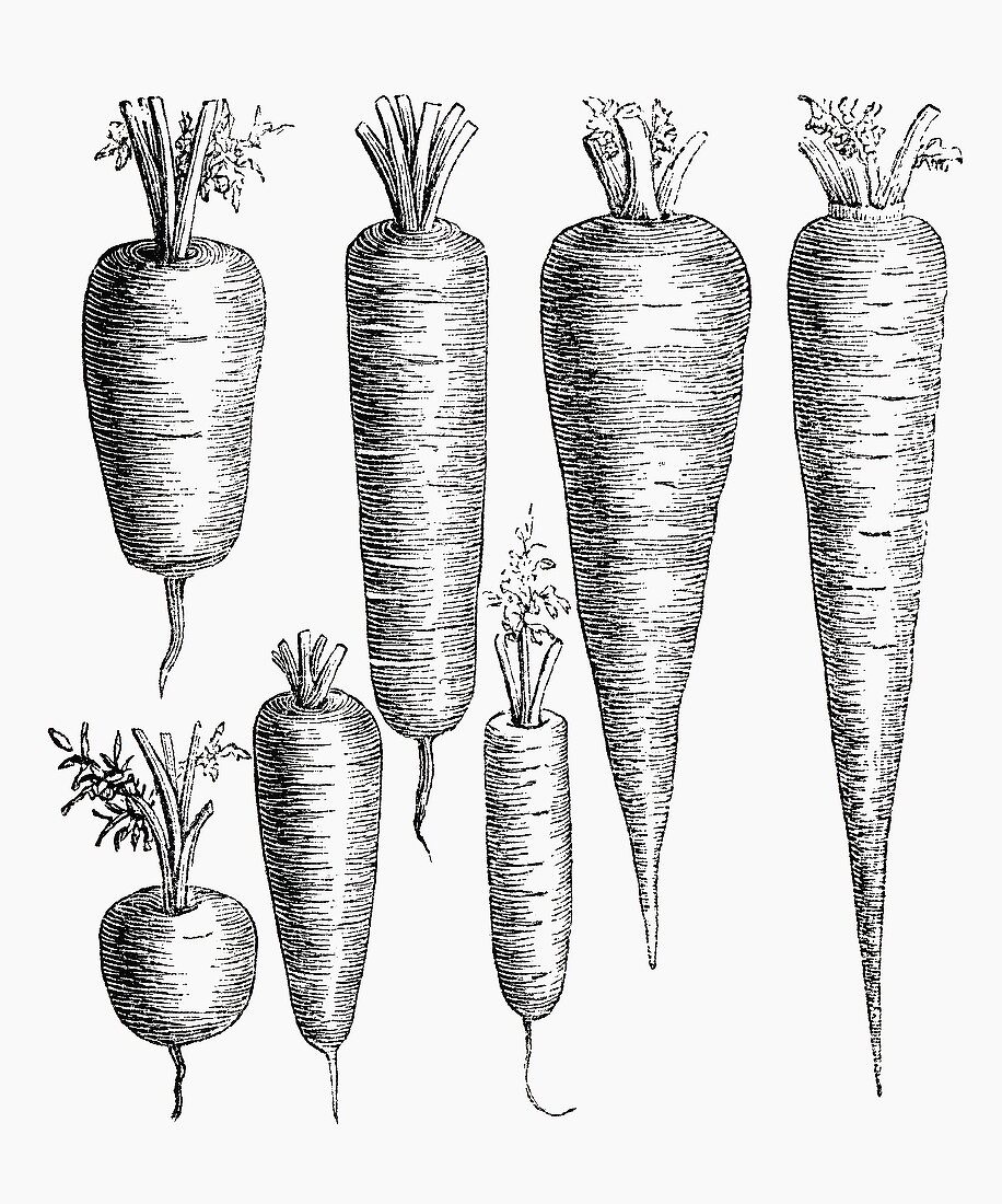Various types of carrot (Illustration)