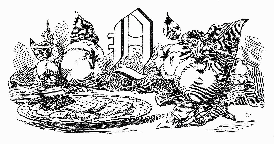Still life with letter Q and quinces (Illustration)