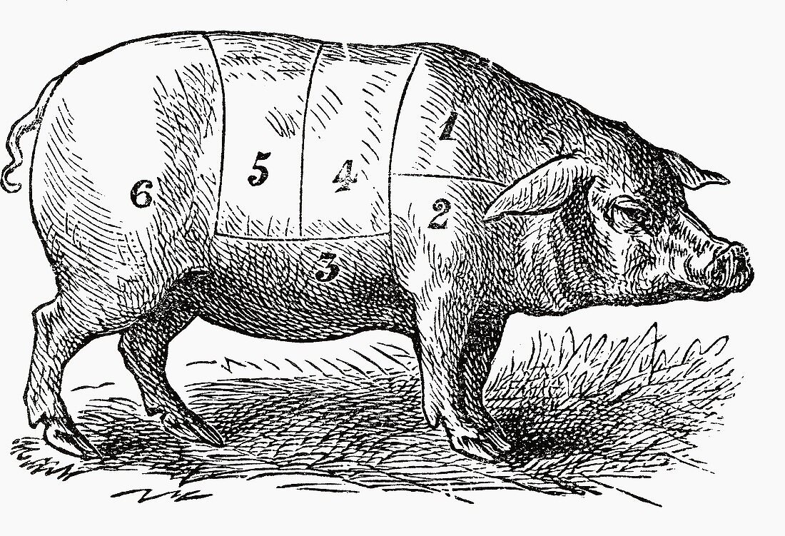 Schwein (Illustration)