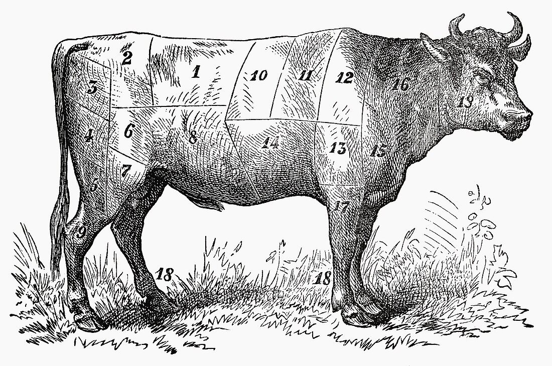 Ox (Illustration)