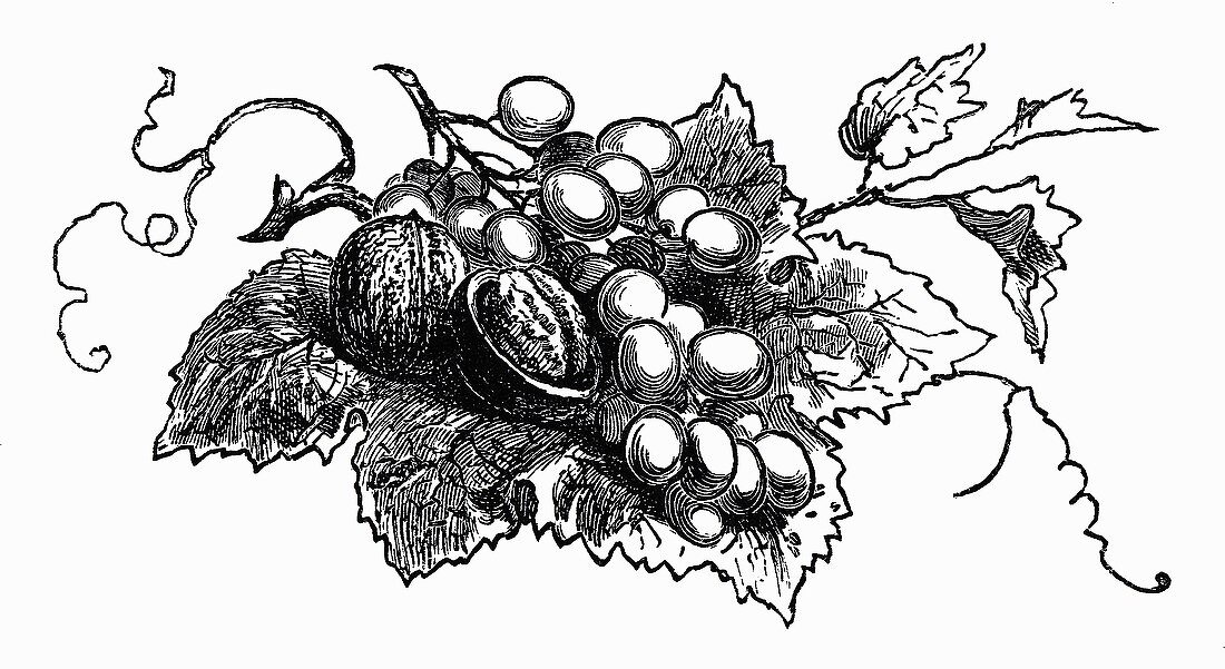 Walnüsse und Trauben auf Weinblatt (Illustration)