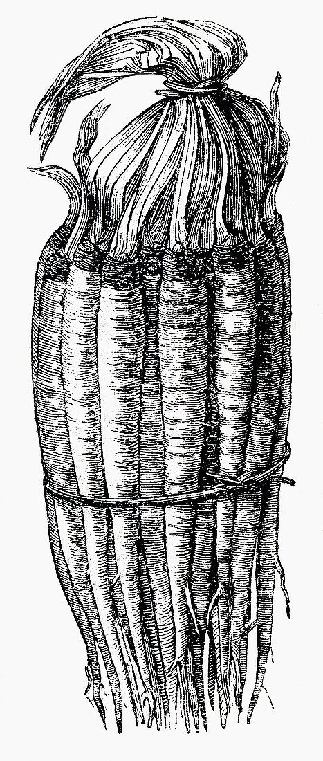 A bundle of salsify (Illustration)