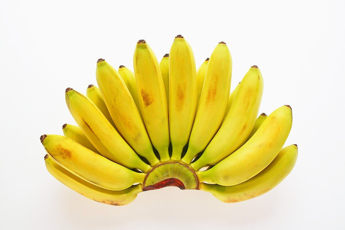 Bananenstaude mit Zuckerbananen (Babybananen)
