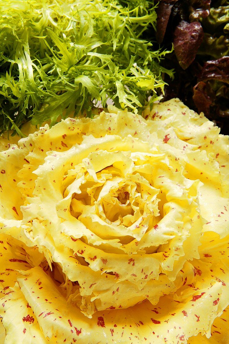 Verschiedene Blattsalate mit gelbem Radicchio