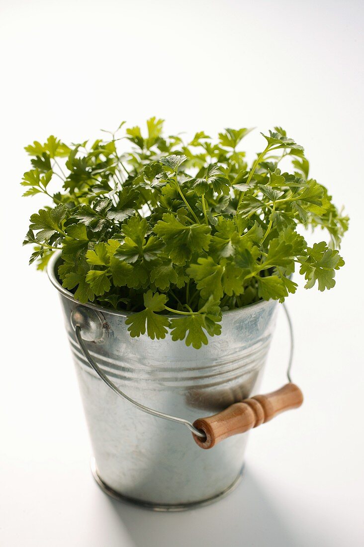 Fresh parsley in small bucket