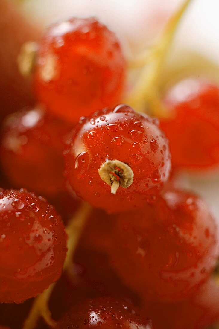 Redcurrants with drops of water (detail)