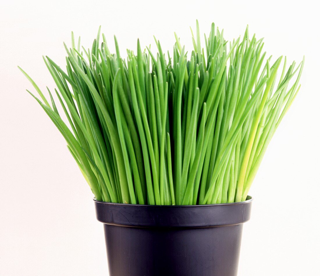 Fresh chives in pot