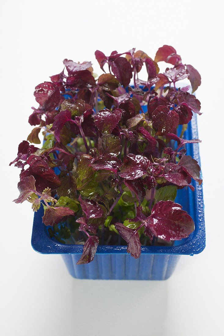 Red daikon cress in plastic punnet