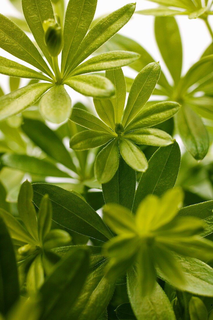 Fresh woodruff