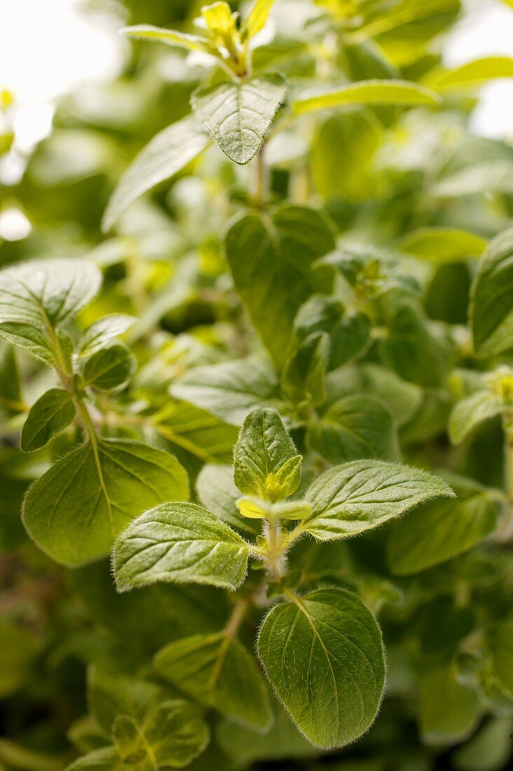 Fresh marjoram (close-up)