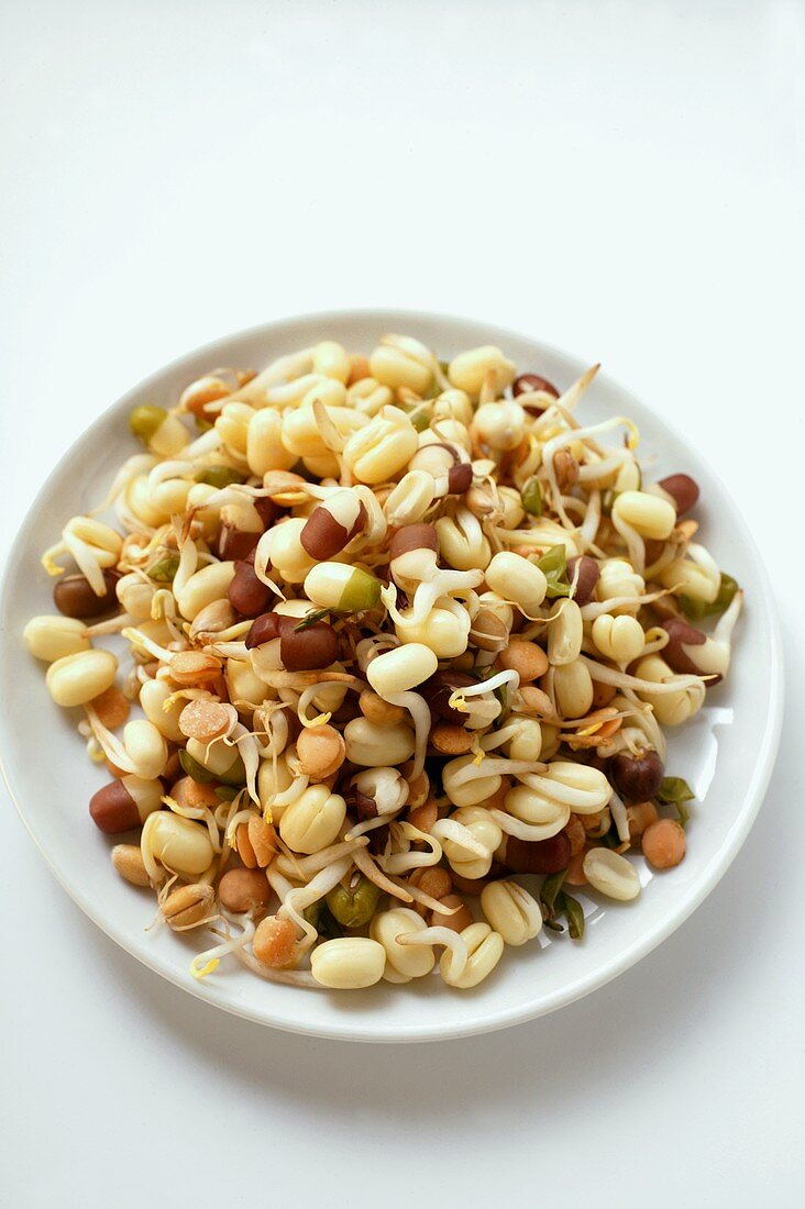 Various fresh sprouts on plates