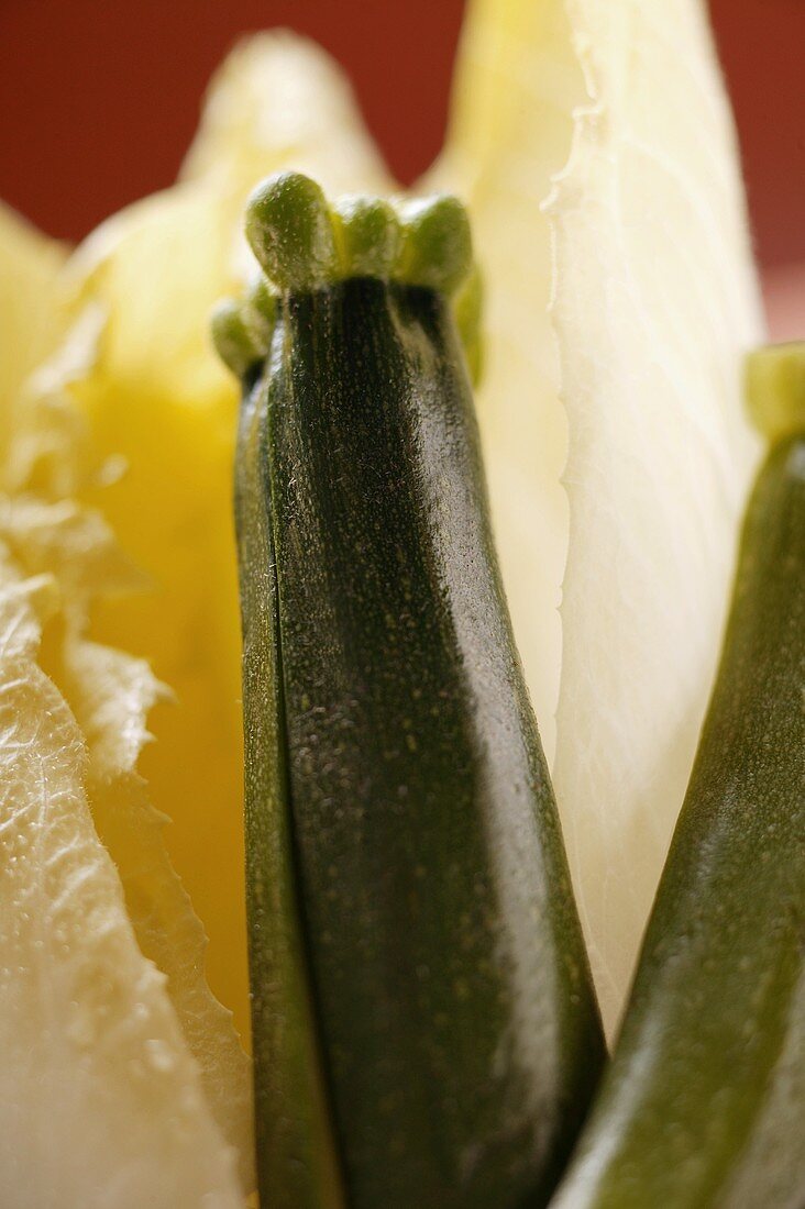 Courgettes and chicory