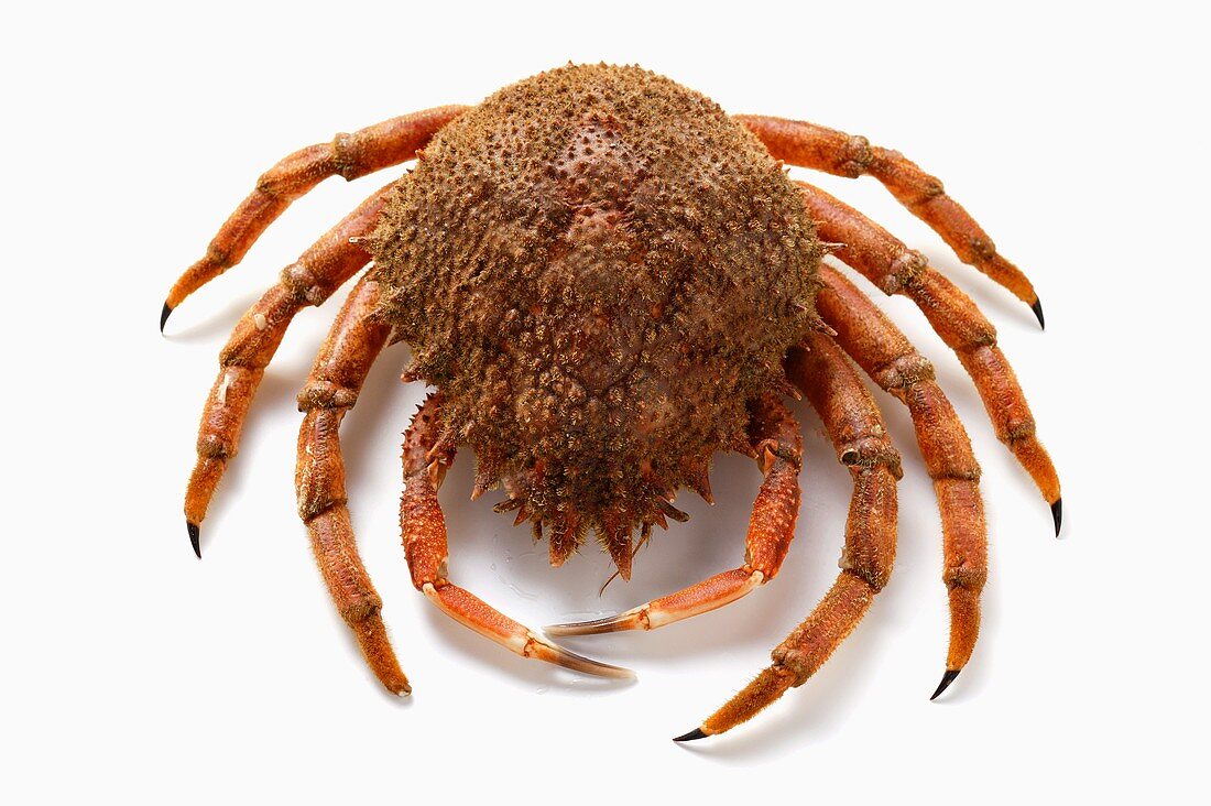 Spider crab