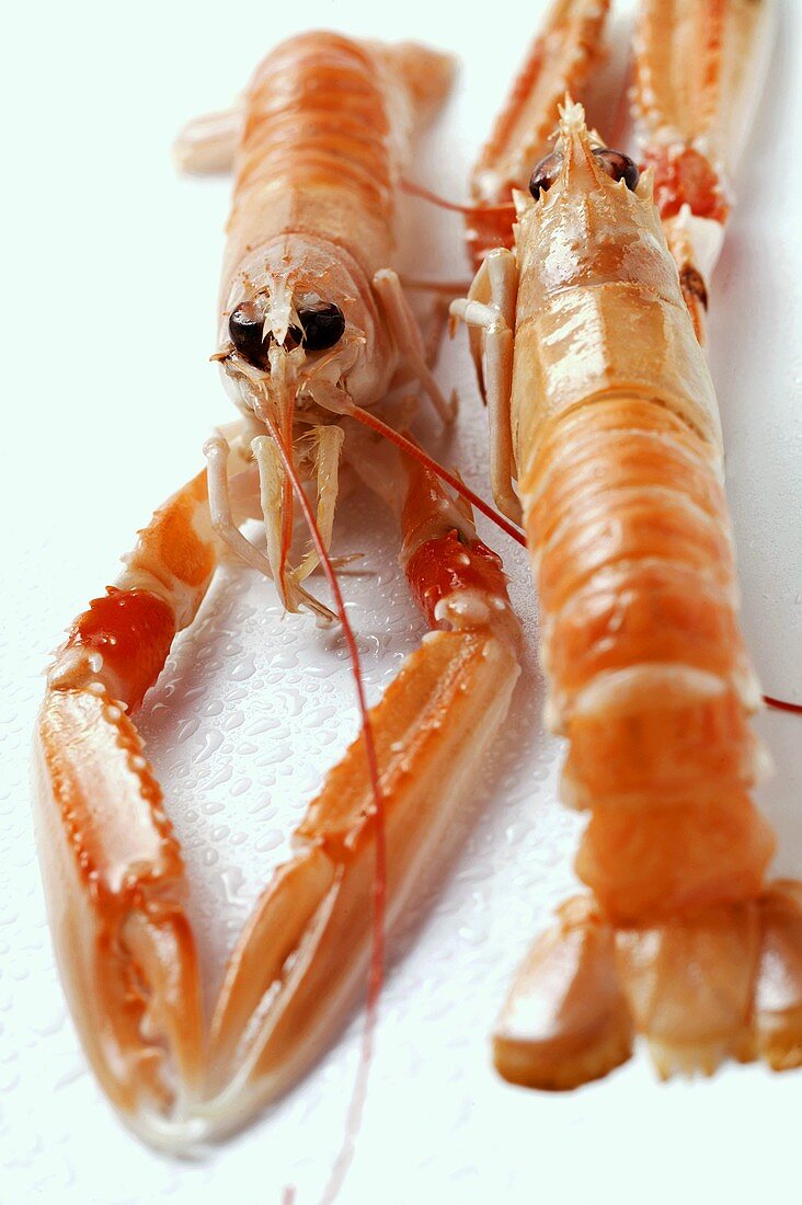 Scampi