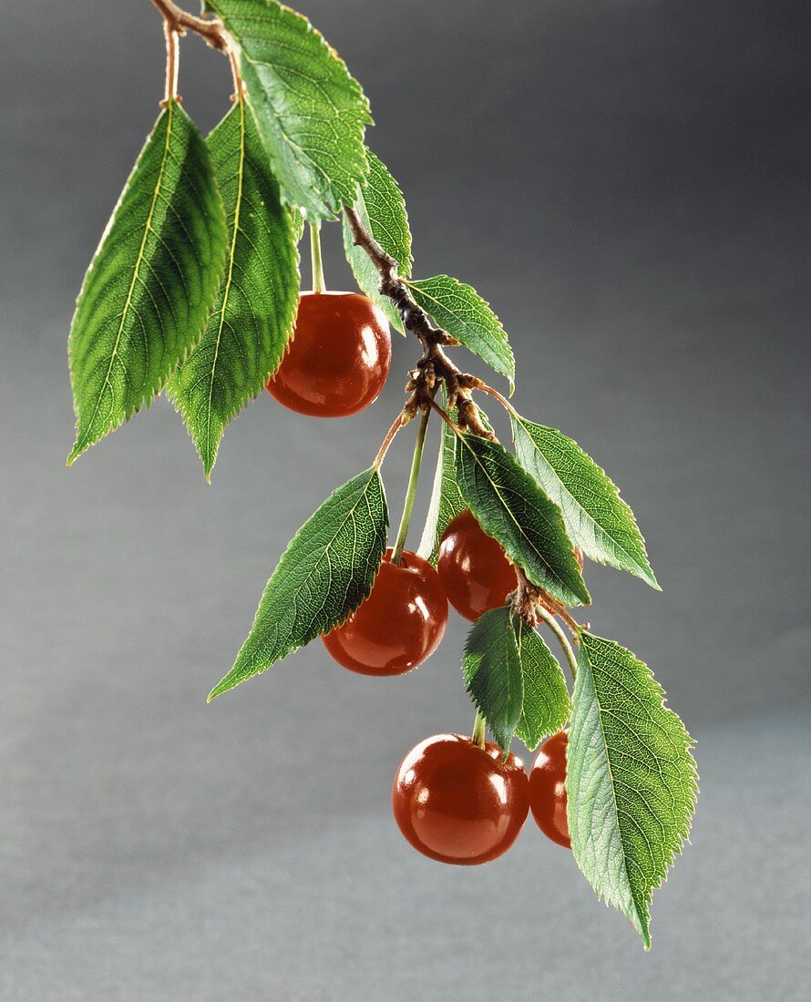 Fresh cherries on a branch