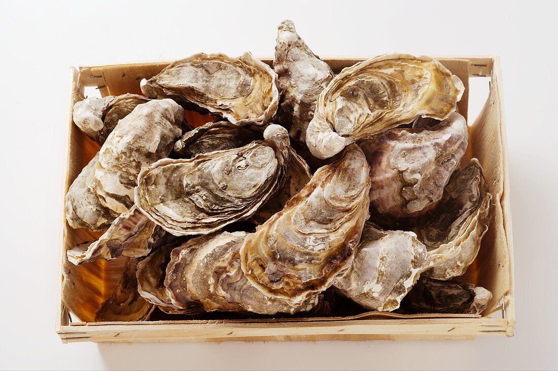 Oysters in a crate