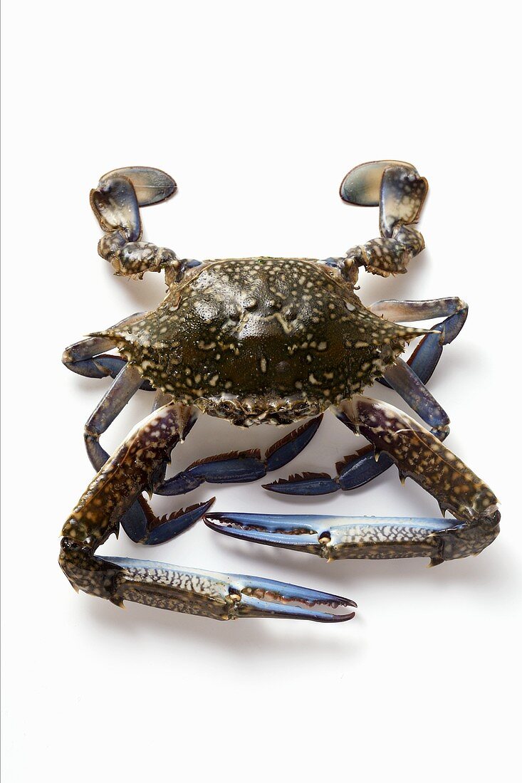 Blue crab