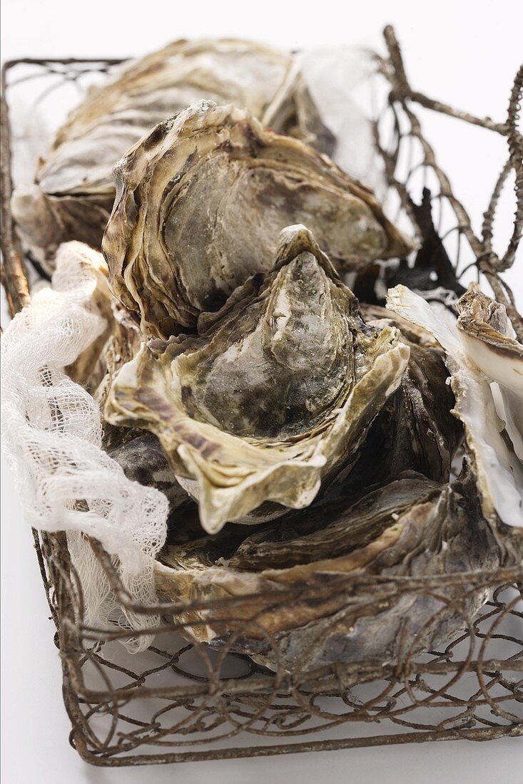 Oysters in basket