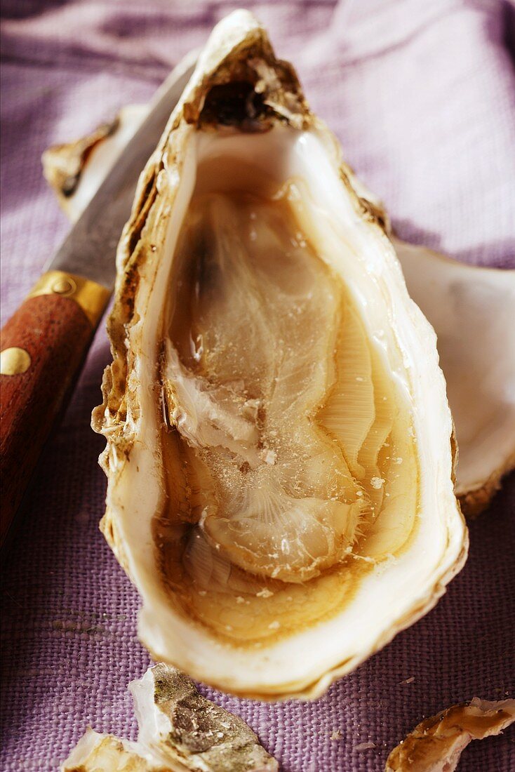 Fresh oyster on purple cloth