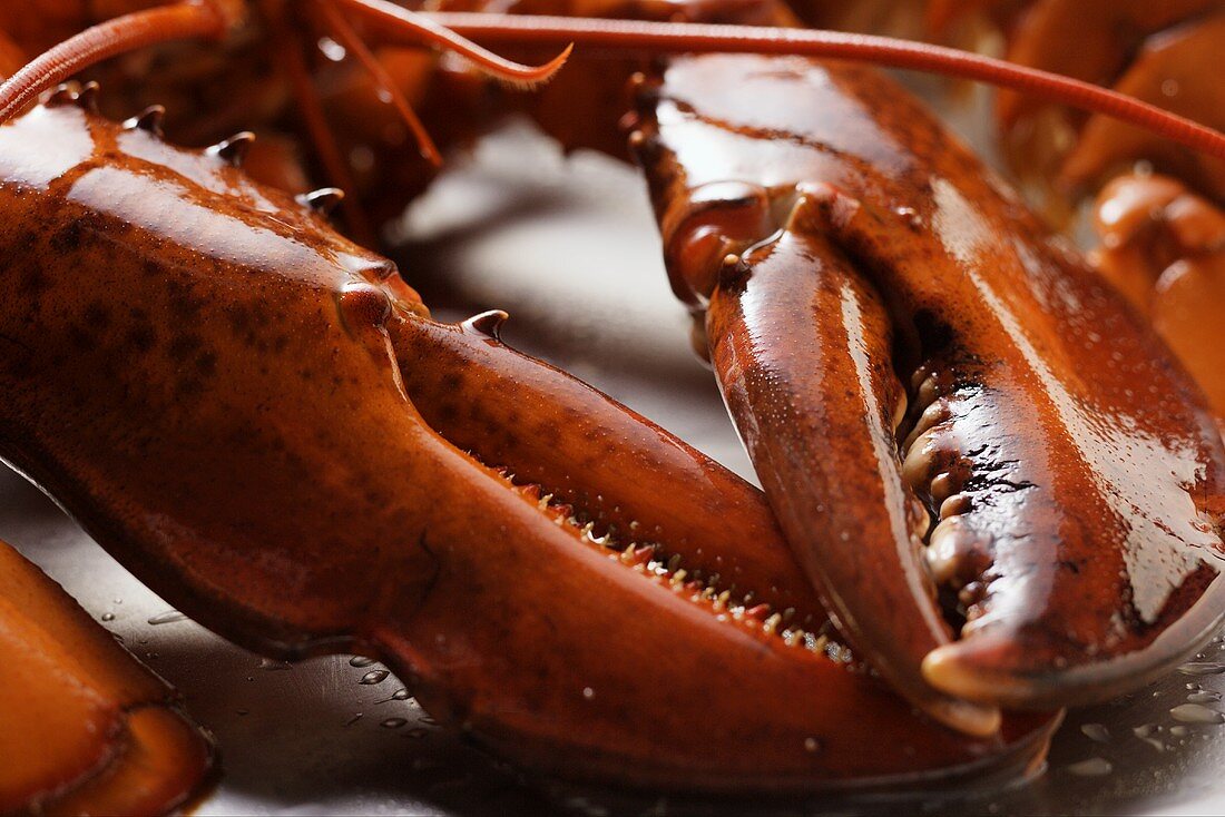 Cooked lobster (detail of claw)