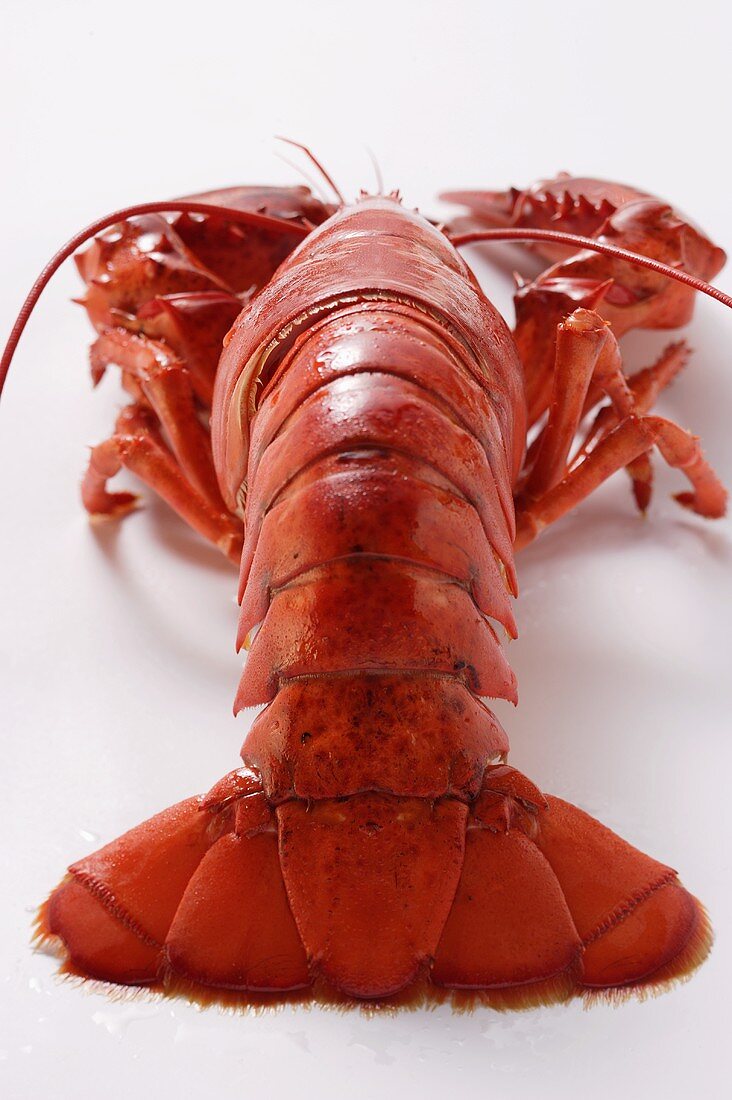 A single boiled lobster